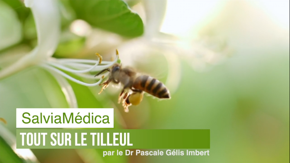 Le tilleul